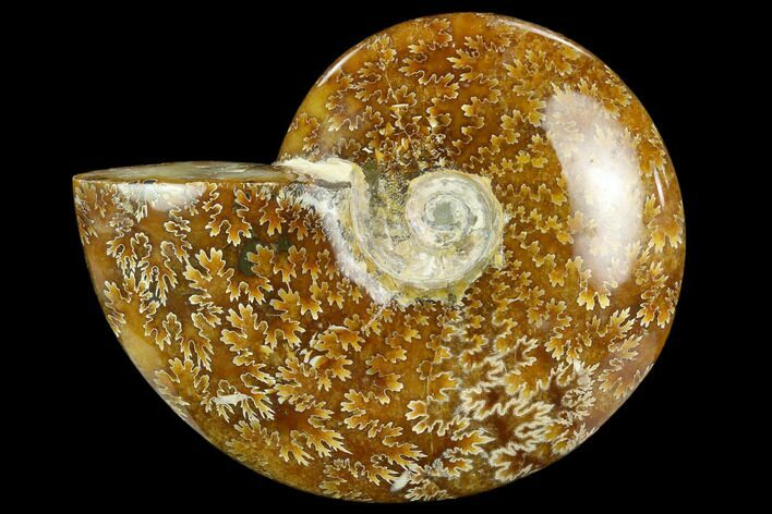 Polished Ammonite (Cleoniceras) Fossil - Madagascar #127220